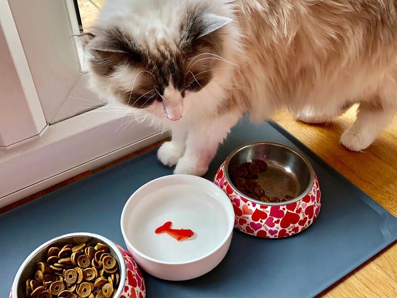 Vattenskål med Guldfisk till Katt – Suckuk