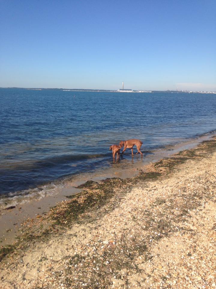 Insured Dog Walker in Locks Heath