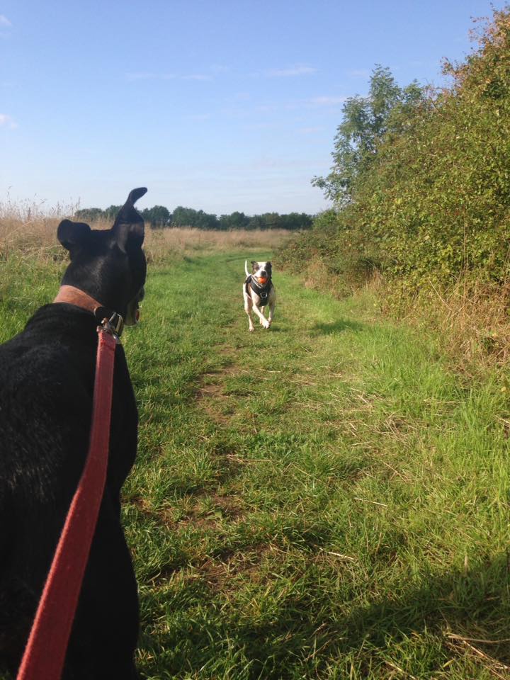 Weekend Dog Walker 