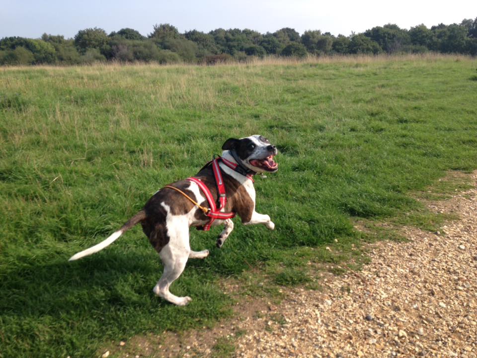 Dog Jogger in Warsash