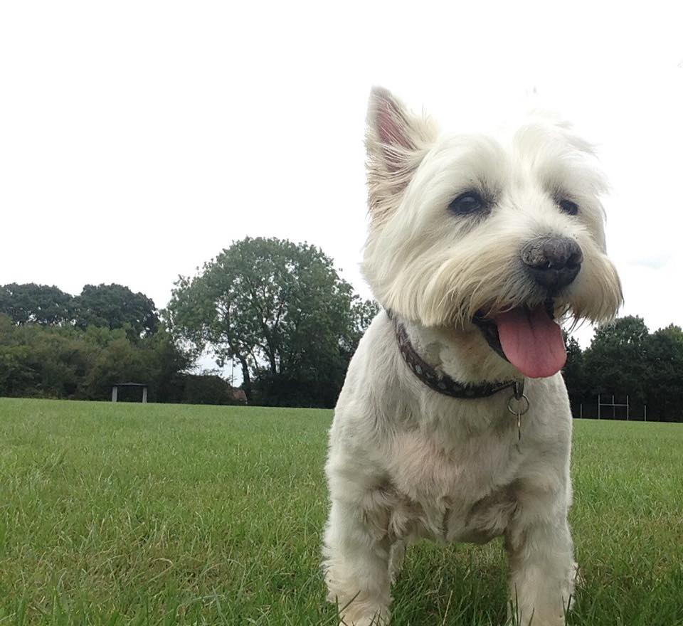 off lead dog walk in hedge end