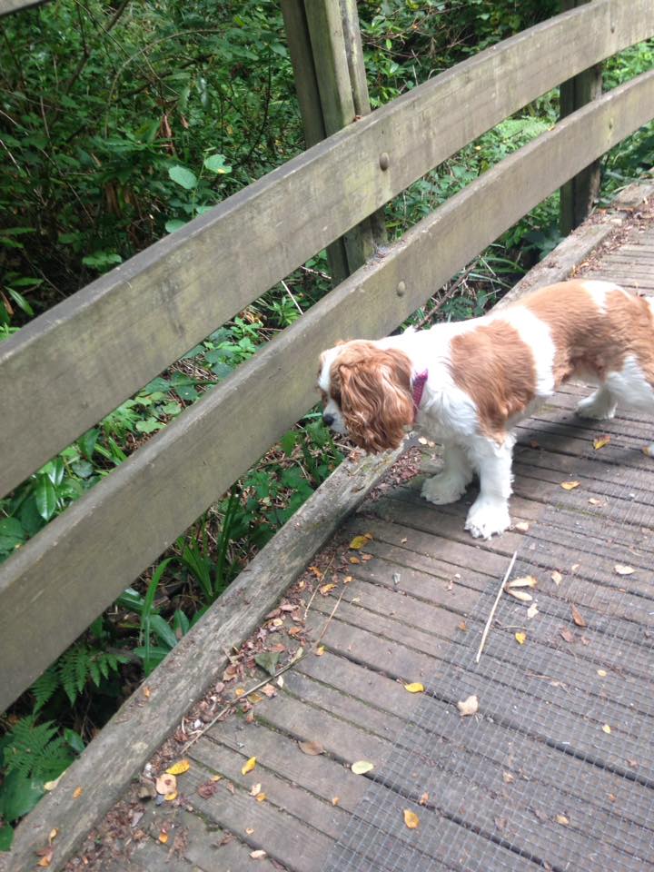 Dog Walker in Park Gate