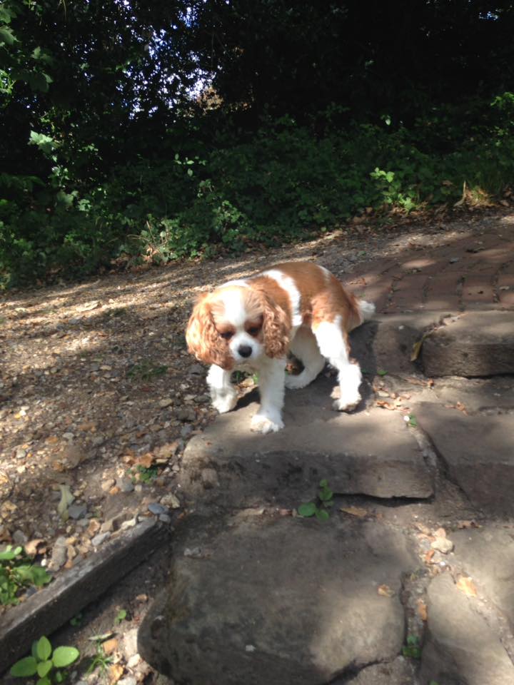 Dog Walker in Park Gate