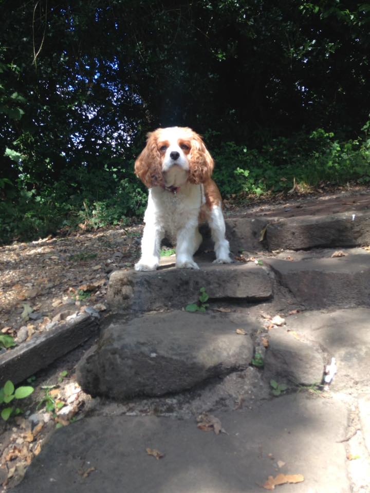 Dog Walker in Park Gate