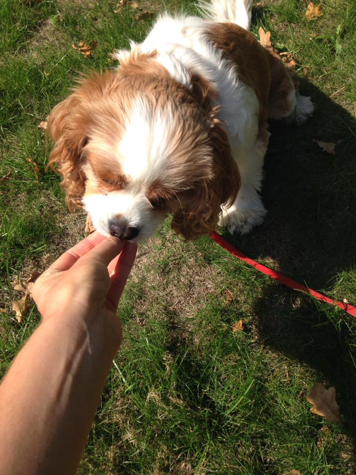 Dog Walker in Sarisbury