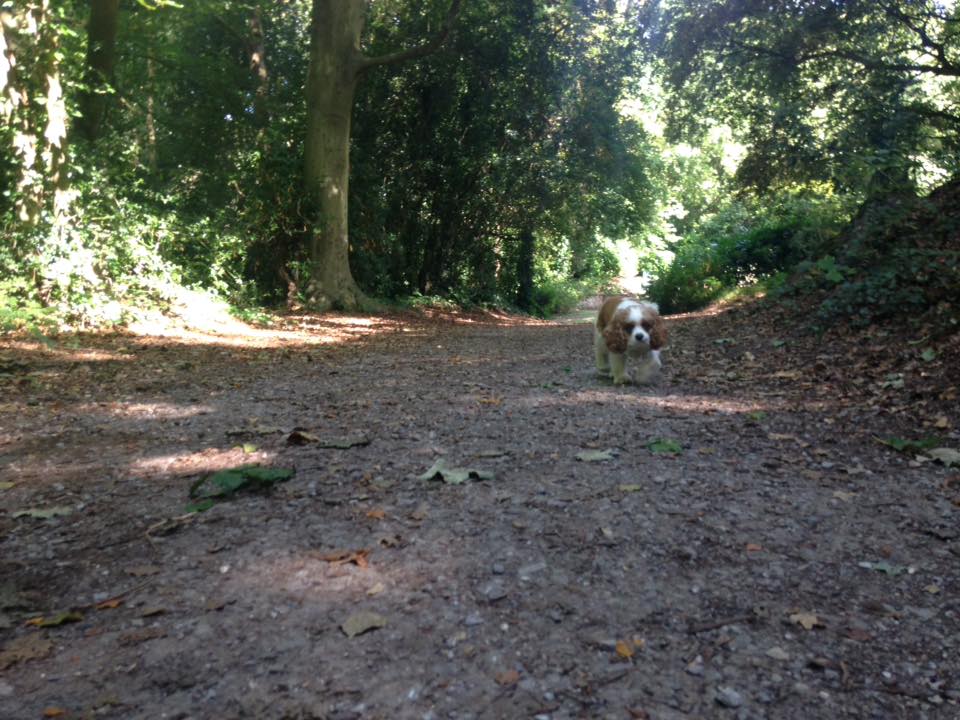 Dog Walker in Park Gate