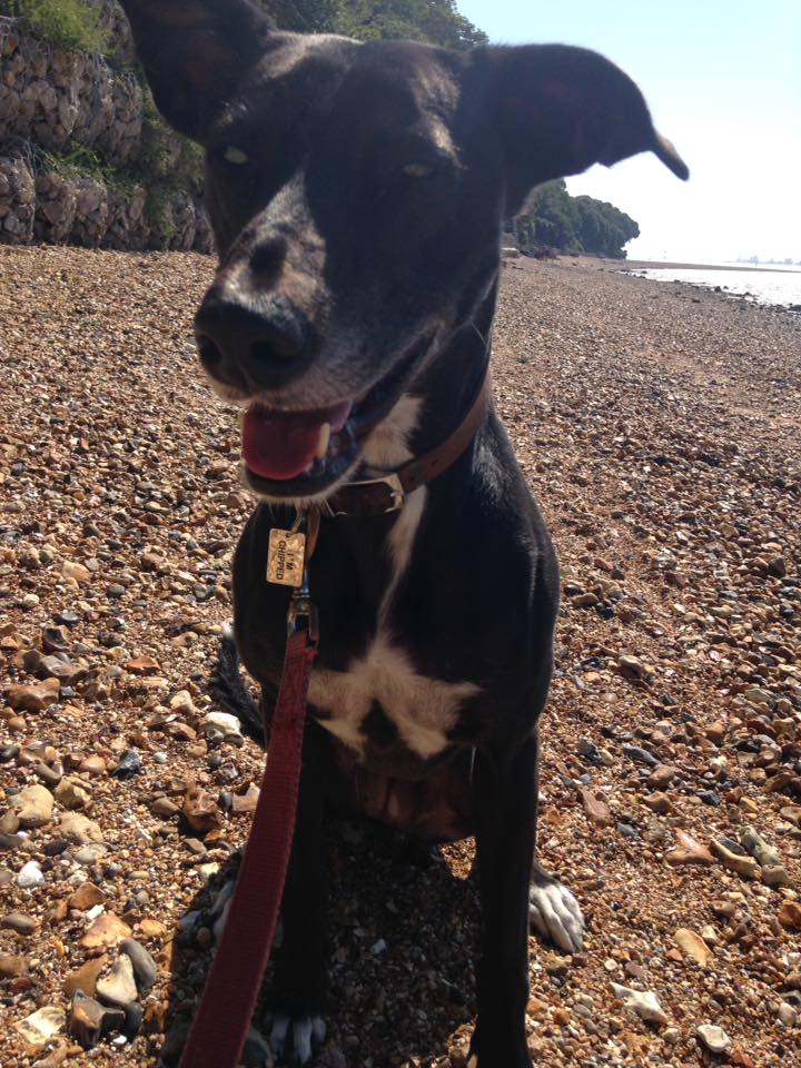 A perfect beach walk near Locks Heath