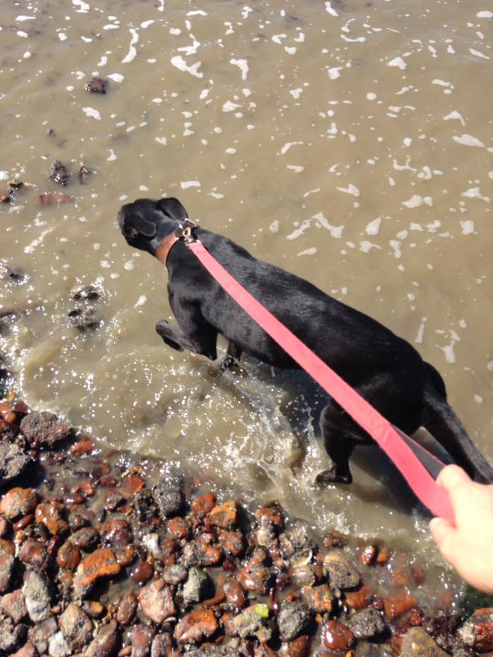 A perfect beach walk near Locks Heath