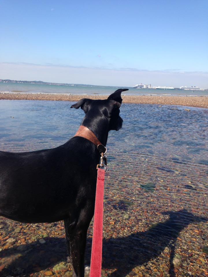 A perfect beach walk near Locks Heath