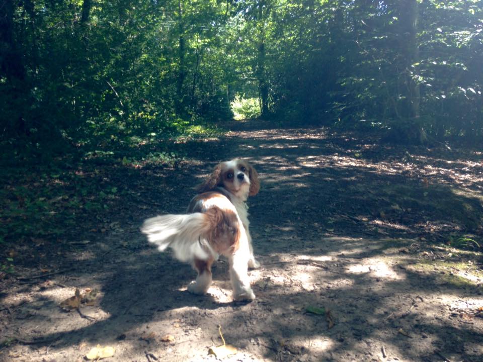 dog jogger in locks heath