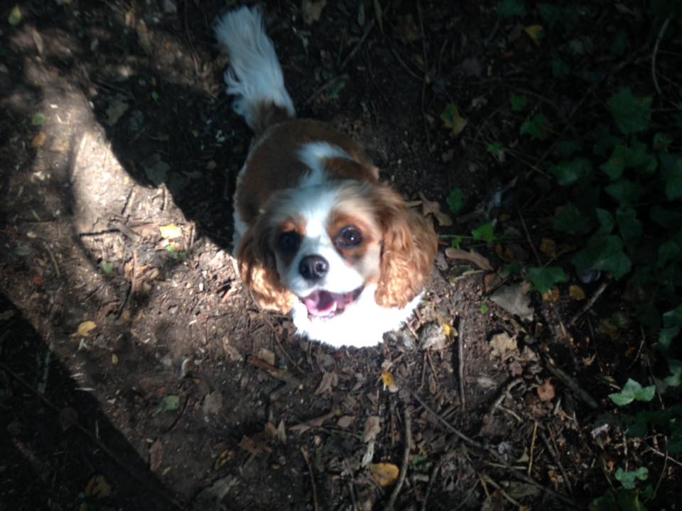 dog jogger in locks heath