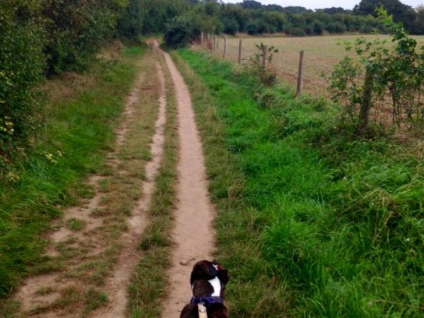 on lead dog walker locks heath