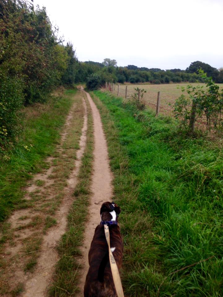 on lead dog walker locks heath