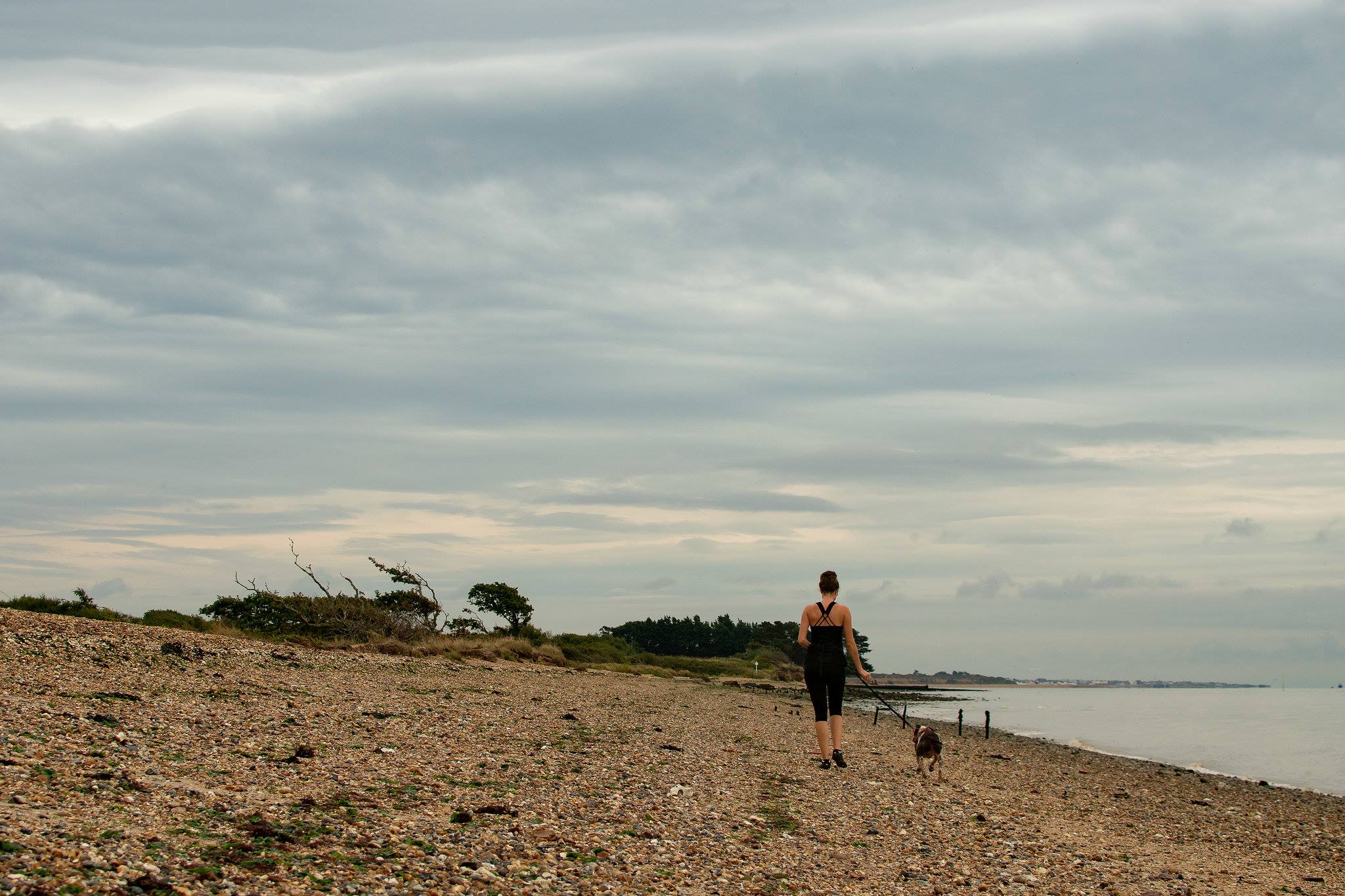 dog jogger in titchfield 