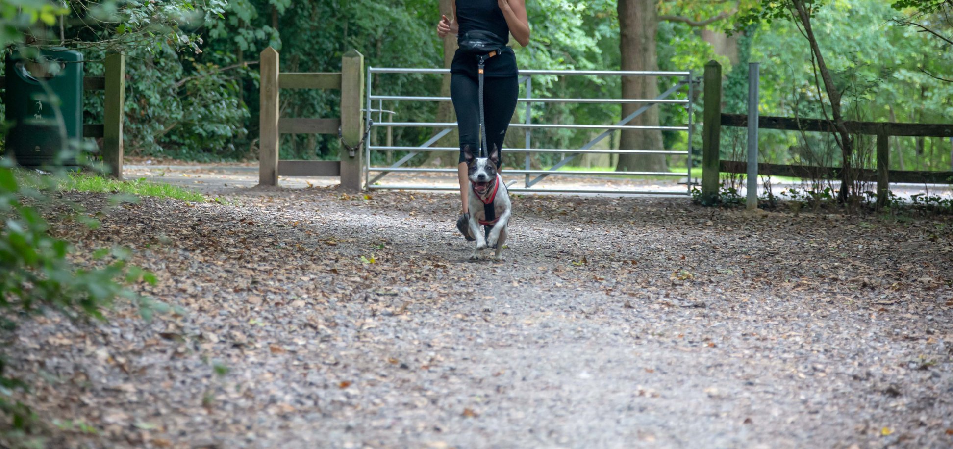 canicross locks heath