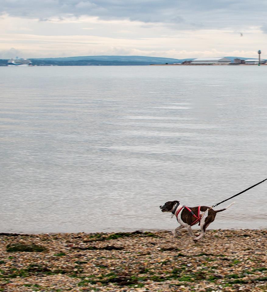 dog jogger in titchfield