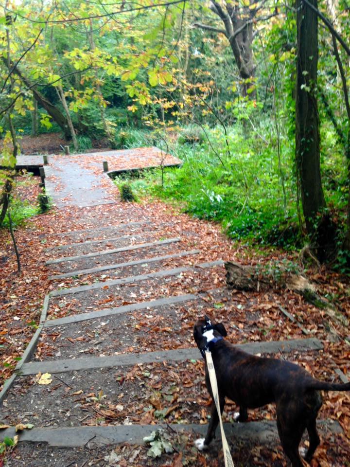 on lead dog walker locks heath