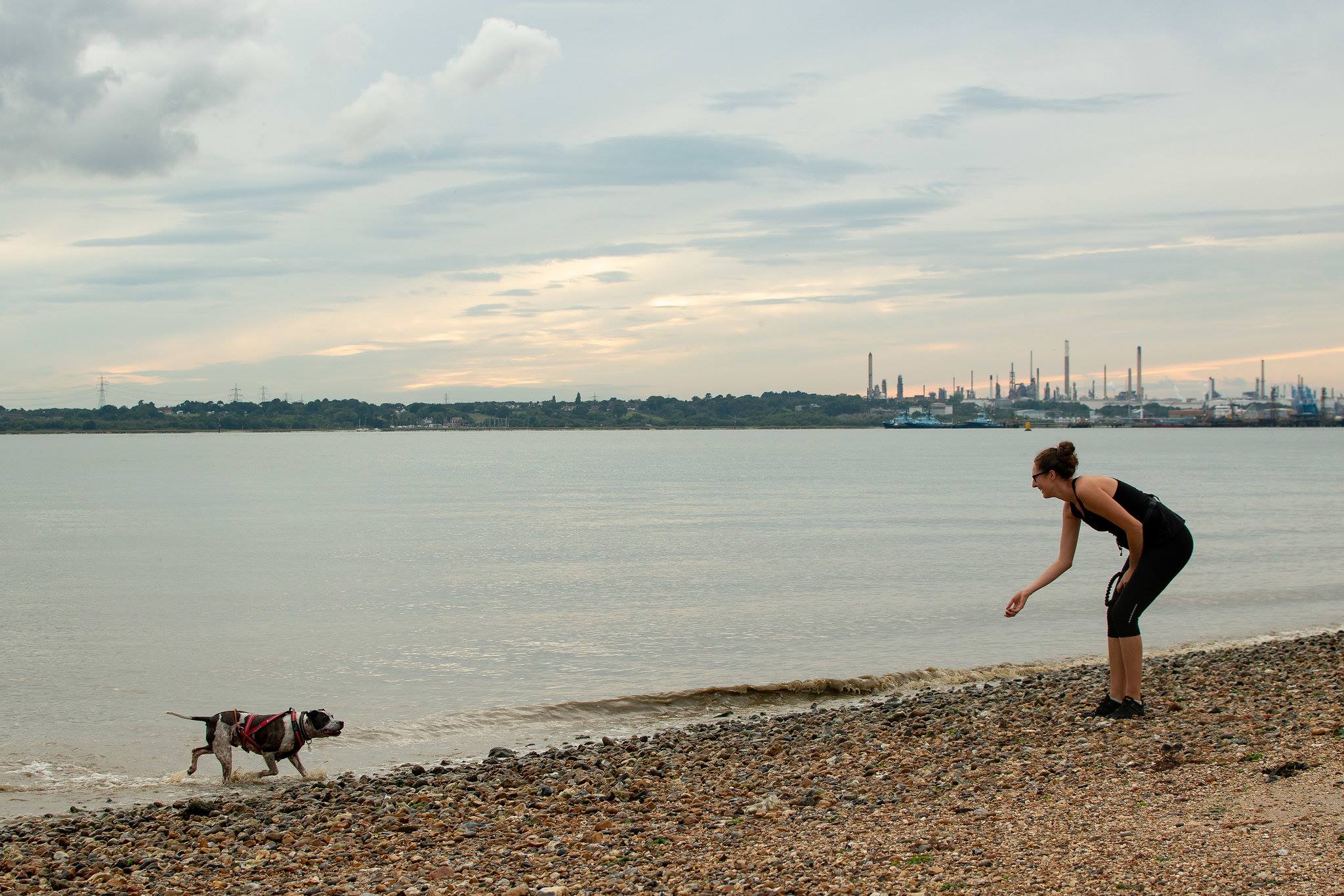 dog jogger in titchfield 