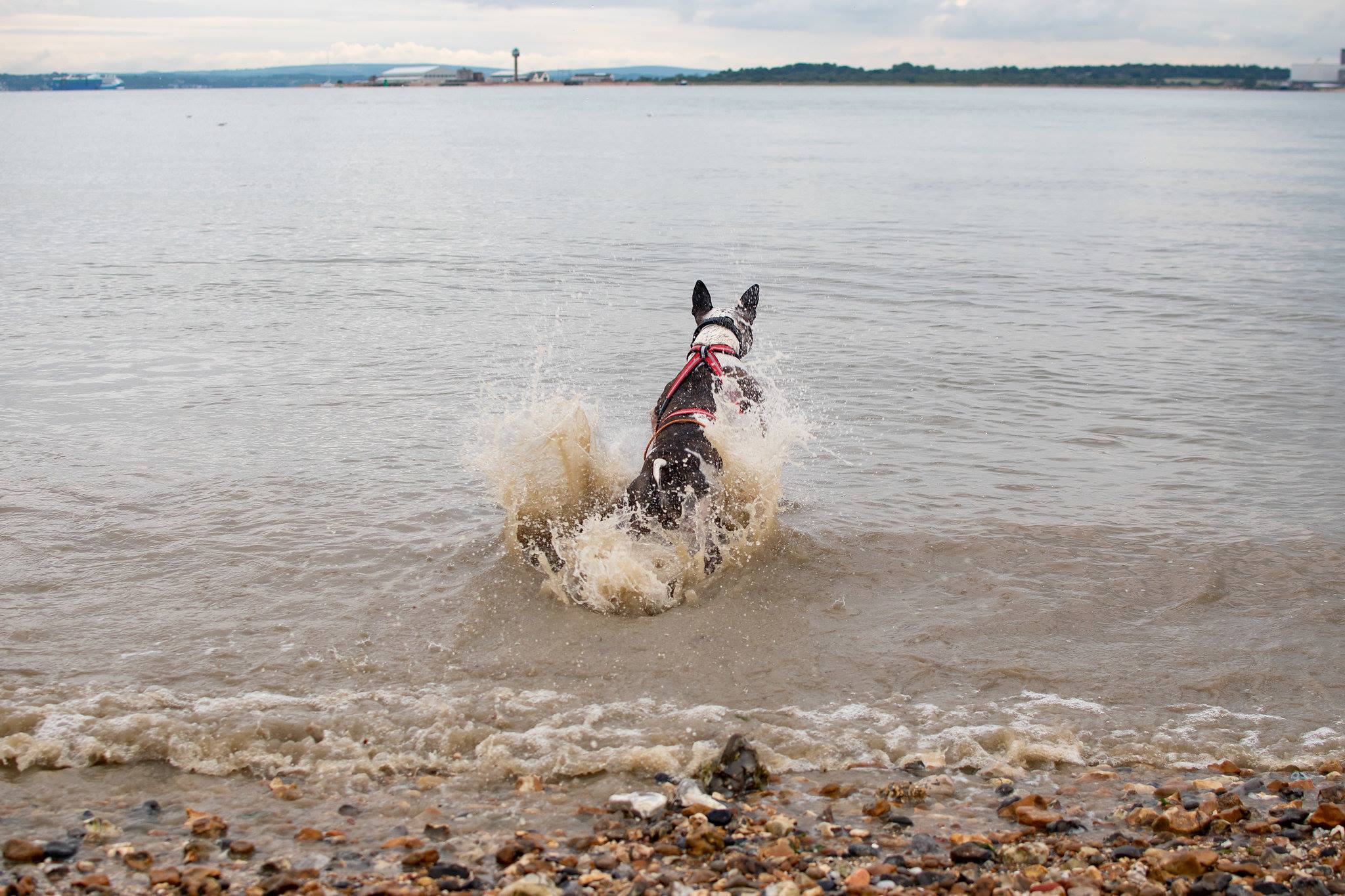 dog jogger in titchfield 