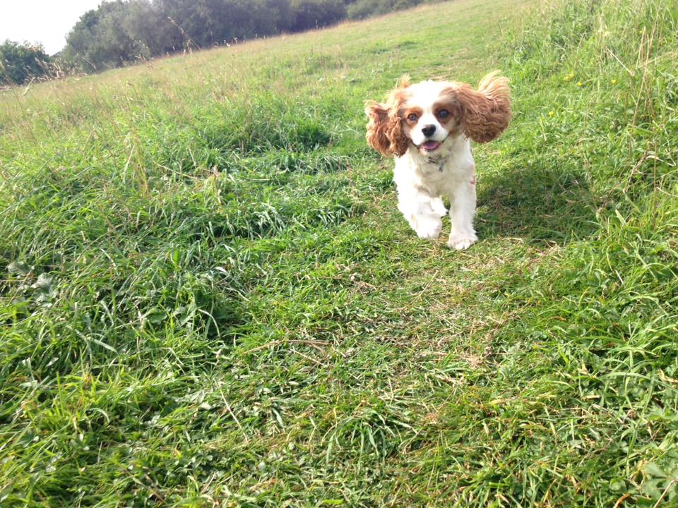 off lead Dog Walker Locks Heath