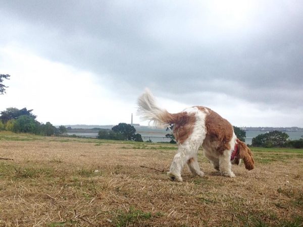 off lead dog walker warsash