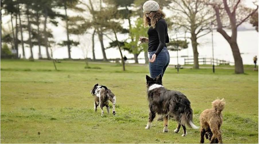 Dog Walker Locks Heath