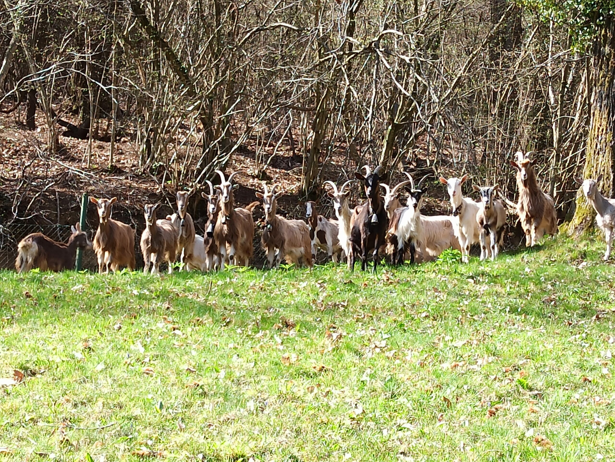 Dieren in de omgeving