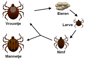 Levenscyclus van een schapenteek