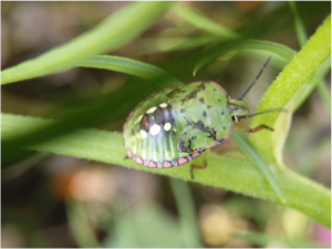 Nezara viridula