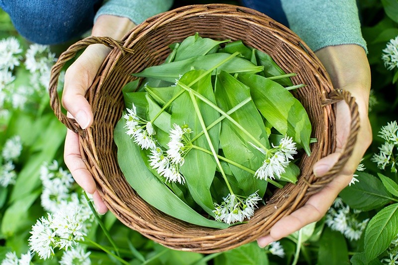 Vilde spiselige planter i naturen - Kom med på en guidet tur