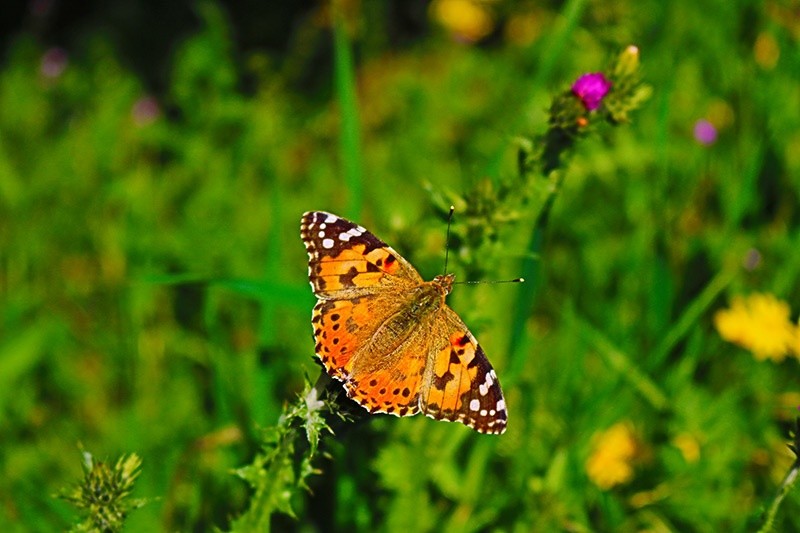 orange sommerfugl