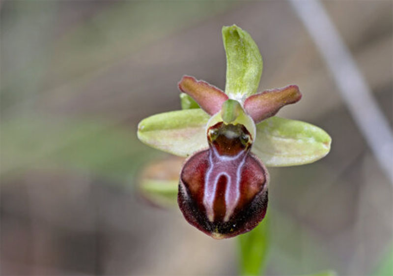 flueblomst orkide