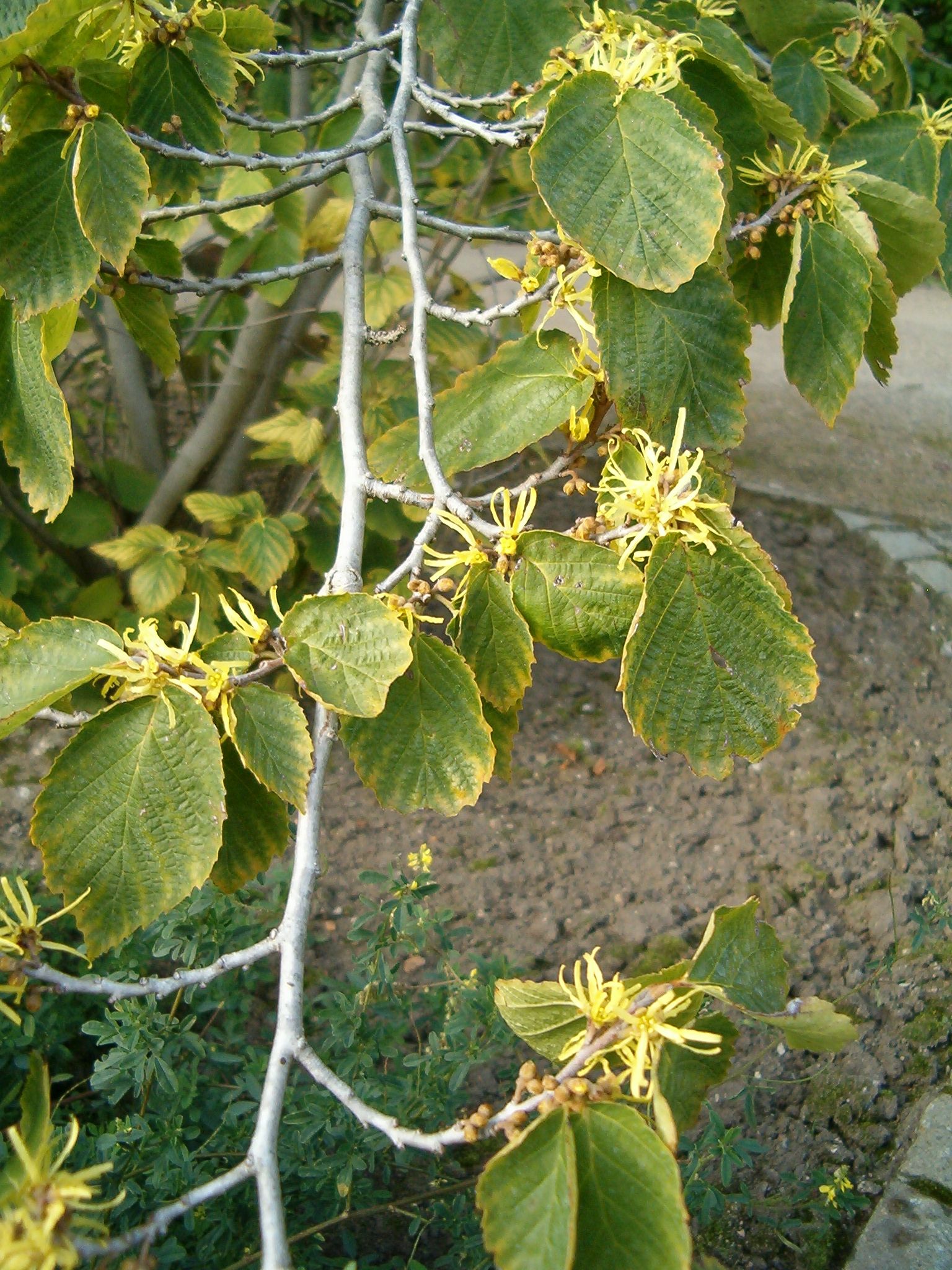 ugens opdyrk hamamelis