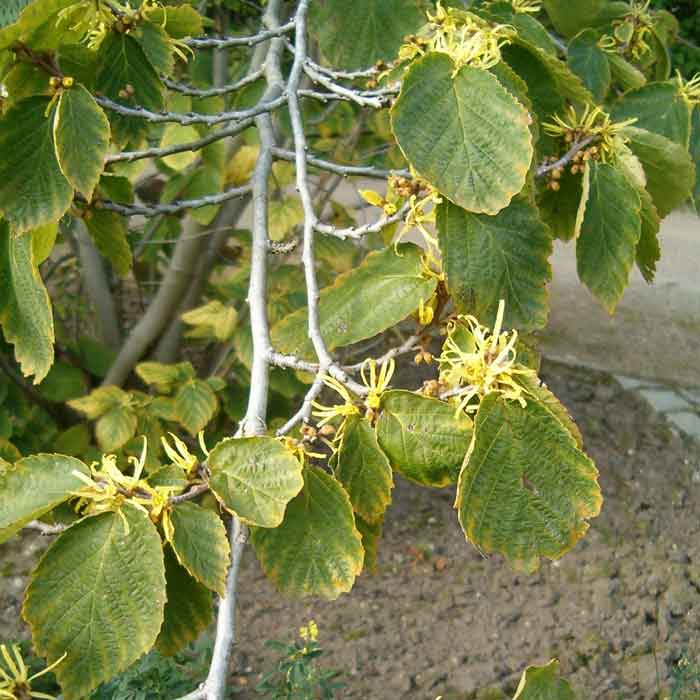 Hamamelis700x700 drift_pleje