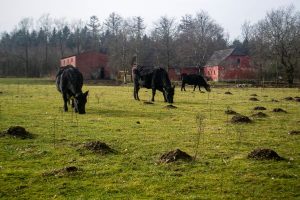 Køer ved Bølling Sø