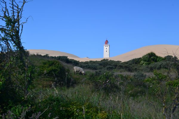 Rubjerg Knude Fyr