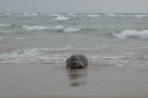 Grenen