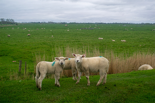 Får, får får. De flade marker rundt om byen er hjemsted for tusindvis af får.