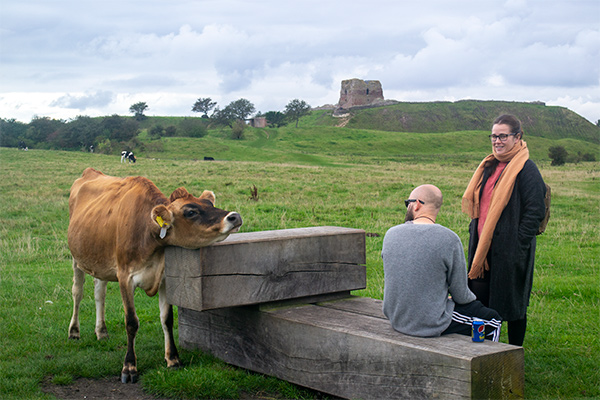 Nysgerrigt kvæg græsser på engene ved Kalø Slotsruin