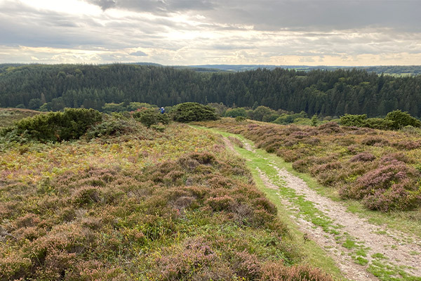 Rebild Bakker byder på et smukt og kuperet landskab