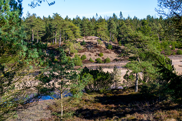 En vandrerute forbinder Randbøl Hede og Frederikshåb Plantage.
