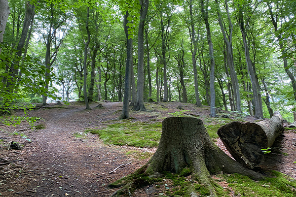 Der er et utal af forskellige stier i Marselisborg Skovene