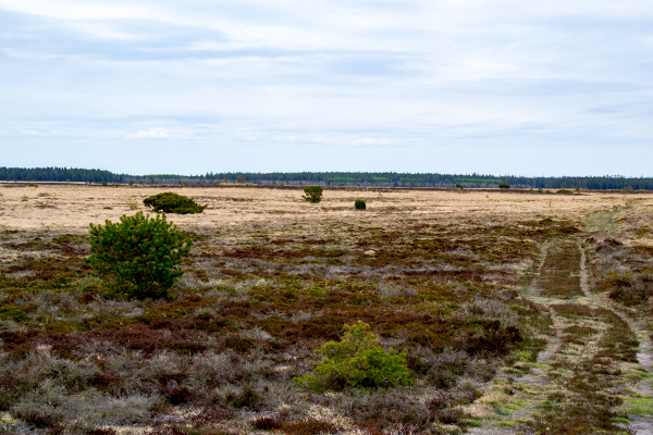 Der er højt til himlen på Harrild Hede