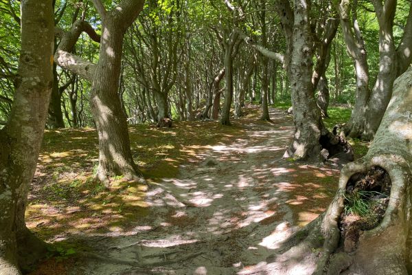 Hestehave Skov ved Kalø Slotsruin byder på stejle skrænter og krogede træer.