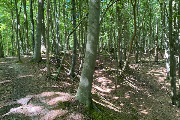 Er du virkelig vandrefrisk, så kan du gå hele vejen til Norsminde (15 km) gennem skovene.