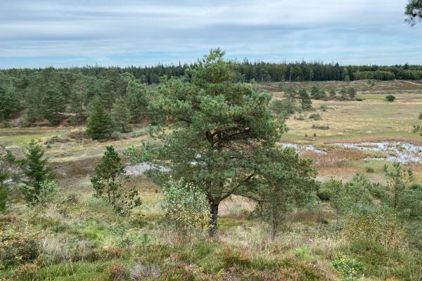 Frederikshåb Plantage er et skønt sted at vandre.