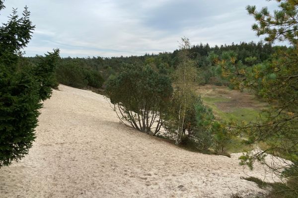 Flyvesandet har også sat sine spor i Frederikshåb Plantage.