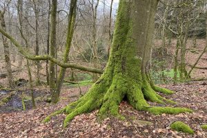 Natur ved Gram Slot