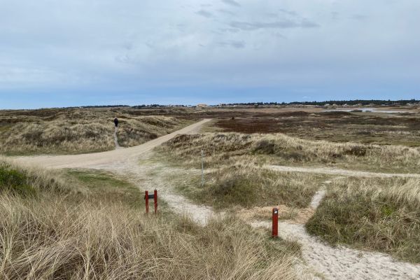 Der er mange stier at vælge imellem i det smukke landskab.