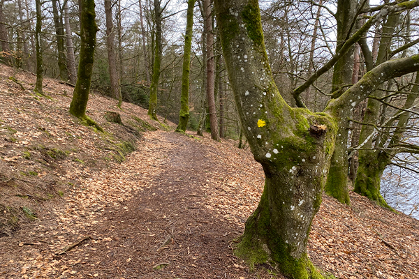 Der er mange gamle bøgetræer i Vellingskovene.